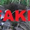 Fake Raccoon