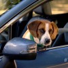 Andy Cohen, his dog Wacha, and a Subaru star in the newest "The More You Know" spot to promote pet adoption