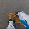 motorcyclist rescues kitten