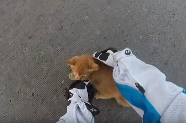 motorcyclist rescues kitten