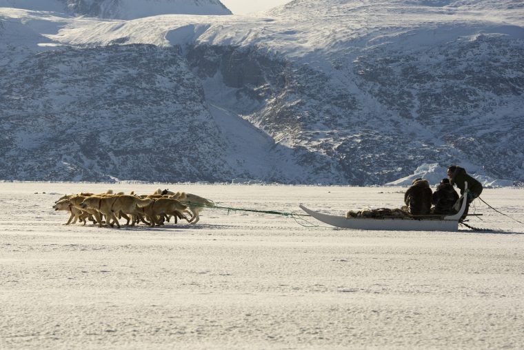 Dog Sledding