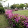 Royal azaleas bloom at the two-acre wildlife habitat at GM’s Gunsan Complex in South Korea