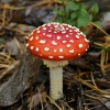 Fly Agaric