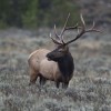 Elk