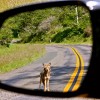 Coyote in the rearview