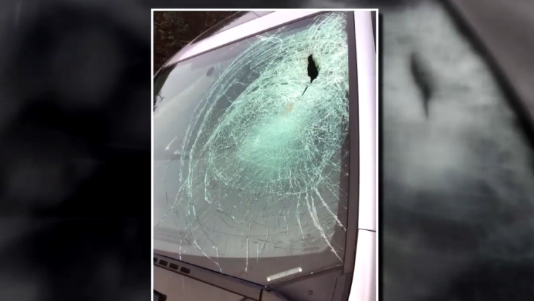 Honda Civic windshield hit by seagull