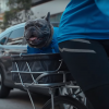 2016 Honda CR-V commercial with a little dog in it