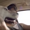 Budweiser Friends Are Waiting Drinking and Driving Dog Ad