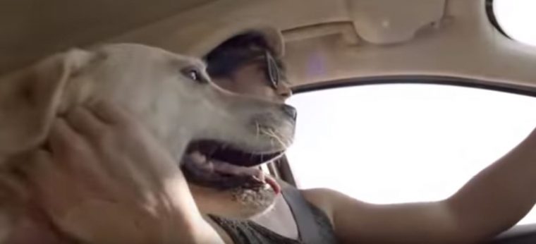 Budweiser Friends Are Waiting Drinking and Driving Dog Ad