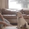 Budweiser Friends Are Waiting Drinking and Driving Dog Ad