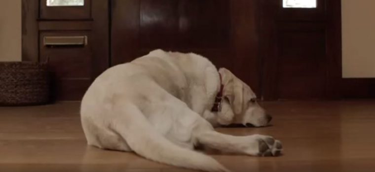 Budweiser Friends Are Waiting Drinking and Driving Dog Ad