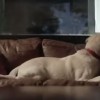 Budweiser Friends Are Waiting Drinking and Driving Dog Ad