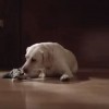 Budweiser Friends Are Waiting Drinking and Driving Dog Ad