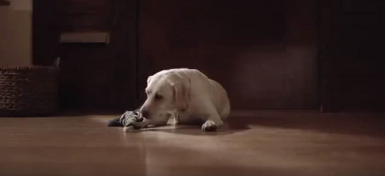 Budweiser Friends Are Waiting Drinking and Driving Dog Ad