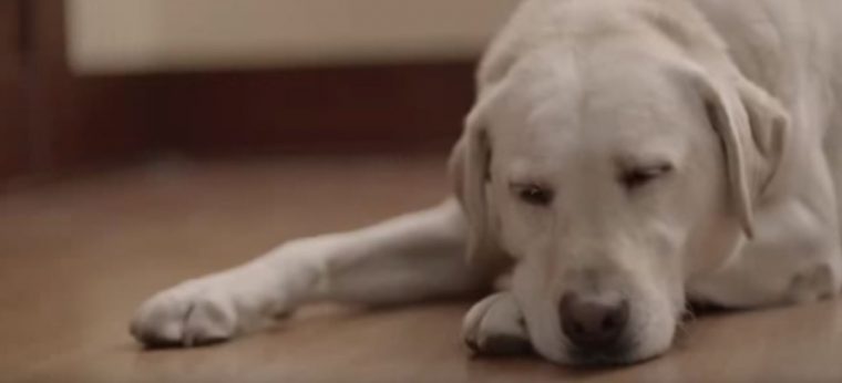 Budweiser Friends Are Waiting Drinking and Driving Dog Ad