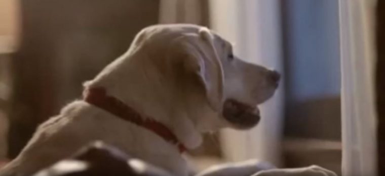 Budweiser Friends Are Waiting Drinking and Driving Dog Ad