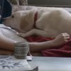 Budweiser Friends Are Waiting Drinking and Driving Dog Ad