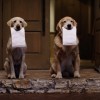 The Barkleys are back in five new Subaru dog commercials, as part of the "Dog Tested. Dog Approved." campaign