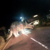 Triceratops in Middle of Road