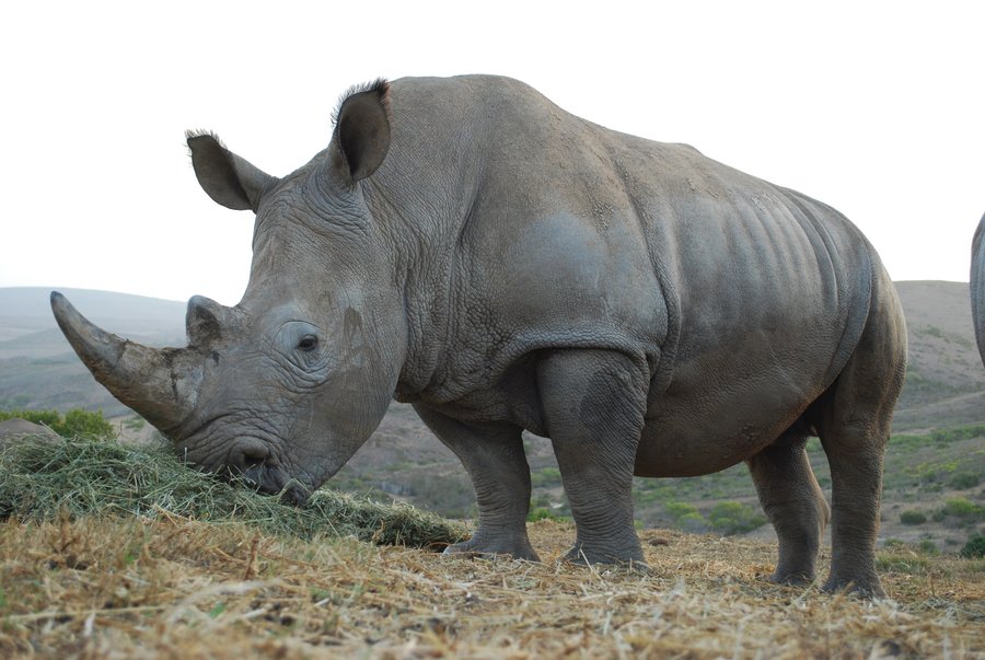 Носорог это какое животное. Носорог травоядное животное. Непарнокопытные Носороговые. Суматранский носорог. Носорог хищник или травоядное.