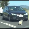 Koala traffic jam