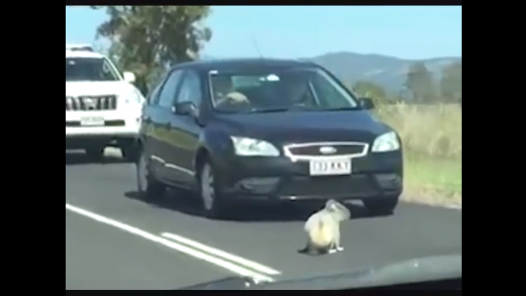 Koala traffic jam