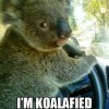 Koalafied To Drive