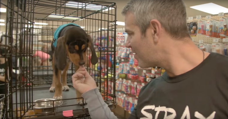 Watch What Happens: Live host Andy Cohen feeds a dog at Social Tees Animal Rescue shelter as part of Chevrolet's #DayItForward campaign