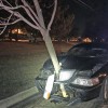 tree in car