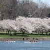 The 2016 Subaru Cherry Blossom Festival is this week in Philadelphia