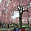 The Cherry Blossom Festival commemorates Japan's donation of 1,600 cherry blossoms to Philadelphia in 1926