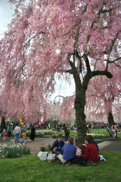 The Cherry Blossom Festival commemorates Japan's donation of 1,600 cherry blossoms to Philadelphia in 1926