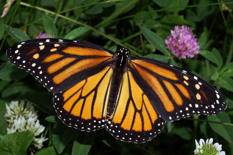 Subaru is partnering with the NFW for the Butterfly Heroes project, to provide habitats for the dwindling numbers of monarch butterflies 