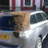 Bees Swarm Mitsubishi Outlander PHEV