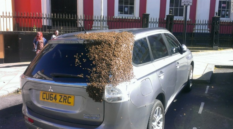 Bees Swarm Mitsubishi Outlander PHEV