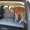 Bison calf in SUV