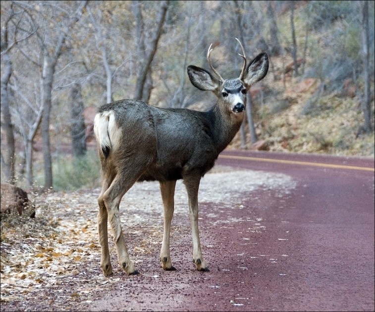 deer in roadway comprehensive car insurance