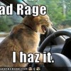 Road Rage Cat