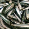 Because of species such as sardines, the fishing industry employs 200 million people worldwide