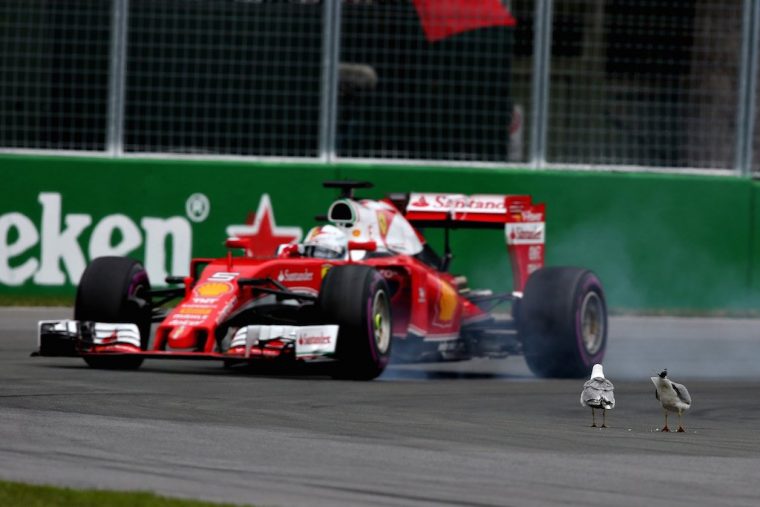 Vettel Avoids Seagulls