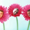 Flower Tim