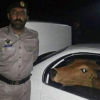 Packistani man steals cow in car