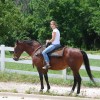 horse in road weird pennsylvania laws
