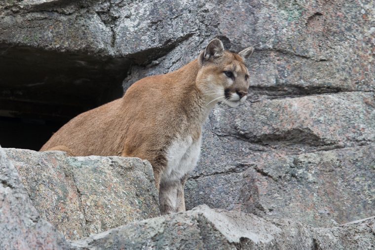 Cougar