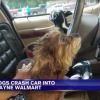 Dogs crash car into a West Virginia Walmart