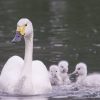 Bewick's Swan