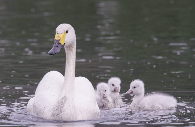 Bewick's Swan