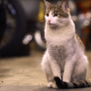 Cat from Honda Serial One video