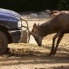 deer hits car roadkill animal impact headbutt