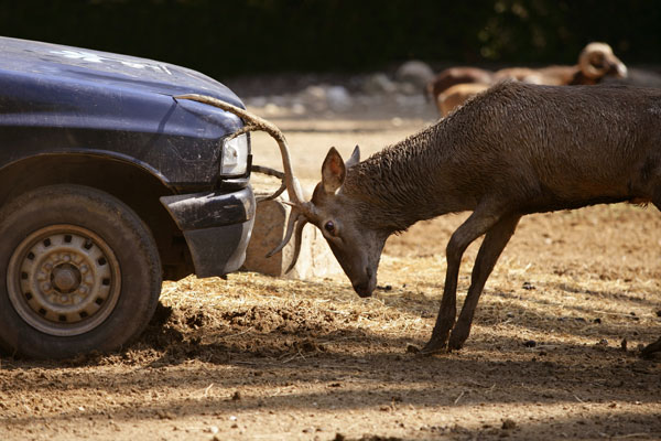 deer hits car roadkill animal impact headbutt